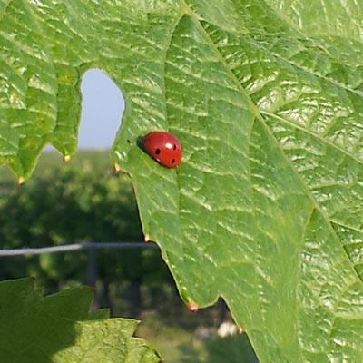 drouet producteur de cognac et pineaux des charentes