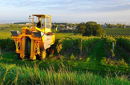 photo des vendange sur le domaine Drouet